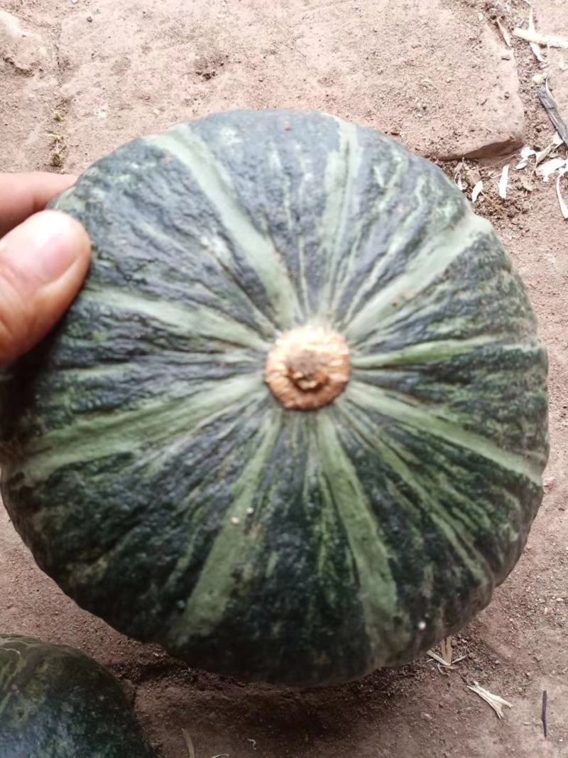 板栗南瓜，青菜，娃娃菜，洋葱