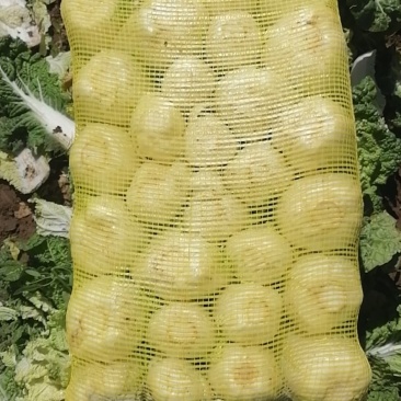 娃娃菜，青菜，罗卜，圆菜