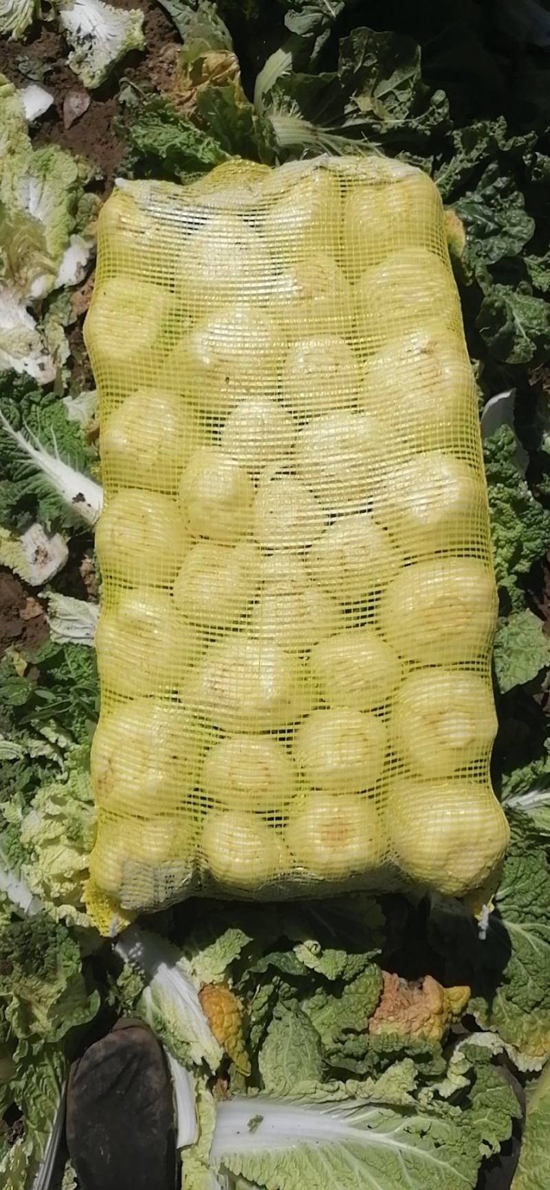 娃娃菜，青菜，罗卜，圆菜