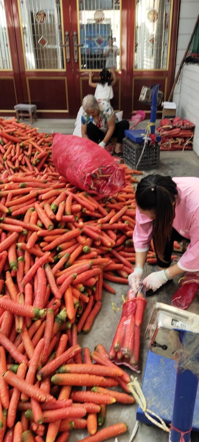 长期供应五斤水洗小袋红萝卜，本人以诚信为本，以质量求生存