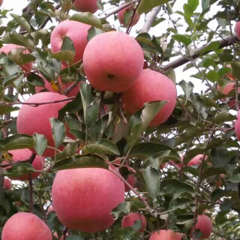 富士苹果🍎、诚信经营、代收、河北唐山市乐亭