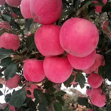 富士苹果🍎、诚信经营、代收、河北唐山市乐亭