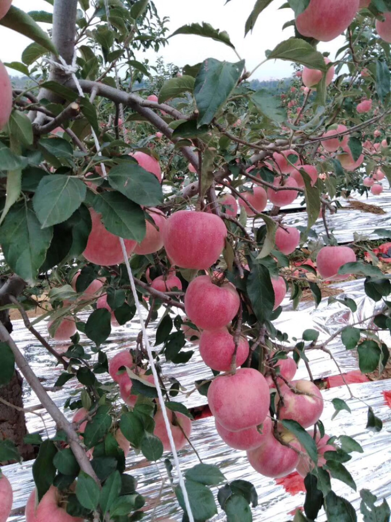富士苹果🍎、诚信经营、代收、河北唐山市乐亭
