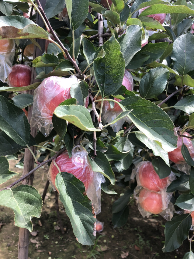 富士苹果🍎、诚信经营、代收、河北唐山市乐亭