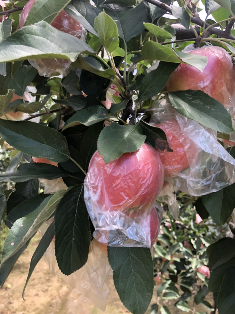 富士苹果🍎、诚信经营、代收、河北唐山市乐亭
