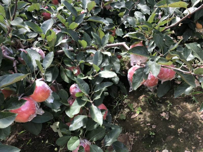 冰糖心苹果、继红苹果、诚信经营、一龙服务理念