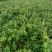 苗木基地大量供应无刺蔷薇花苗,有刺蔷薇花苗,质优价廉