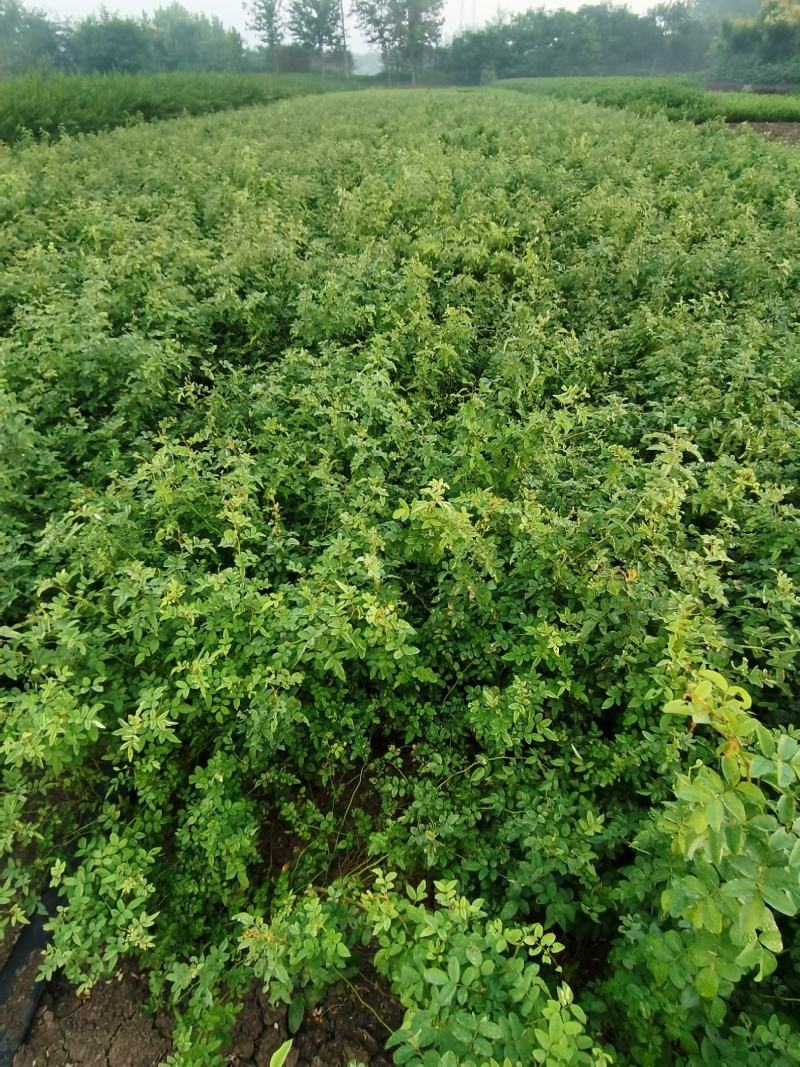苗木基地大量供应无刺蔷薇花苗，有刺蔷薇花苗，质优价廉