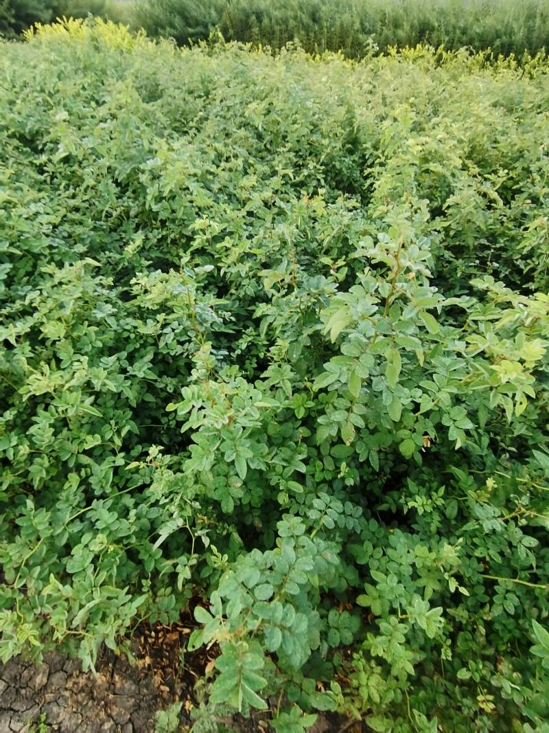 苗木基地大量供应无刺蔷薇花苗，有刺蔷薇花苗，质优价廉