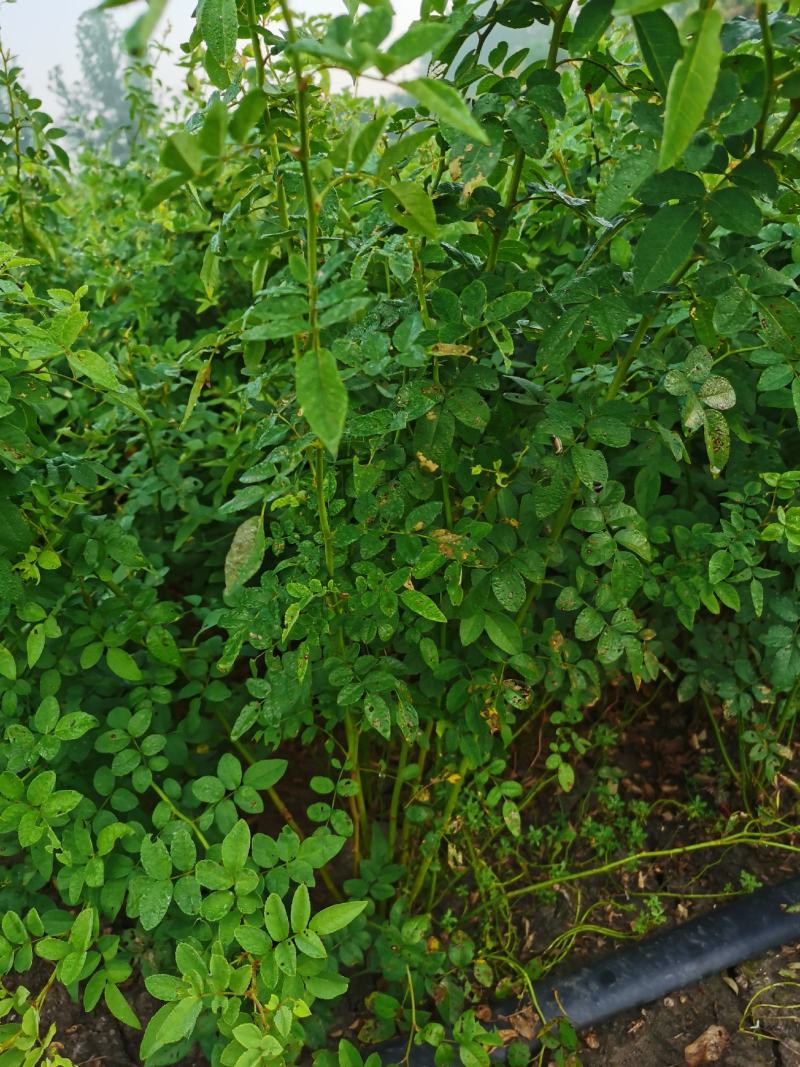 苗木基地大量供应无刺蔷薇花苗，有刺蔷薇花苗，质优价廉