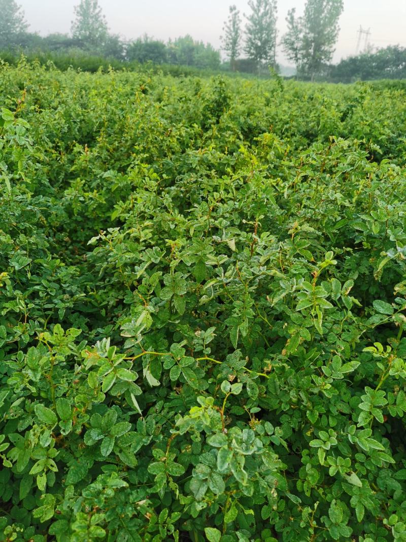 苗木基地大量供应无刺蔷薇花苗，有刺蔷薇花苗，质优价廉