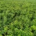 苗木基地大量供应无刺蔷薇花苗,有刺蔷薇花苗,质优价廉