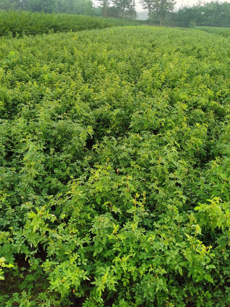 苗木基地大量供应无刺蔷薇花苗，有刺蔷薇花苗，质优价廉