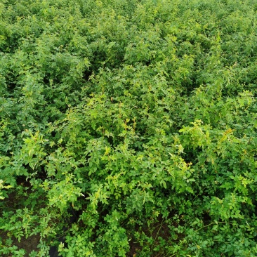 苗木基地大量供应无刺蔷薇花苗,有刺蔷薇花苗,质优价廉