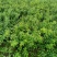 苗木基地大量供应无刺蔷薇花苗,有刺蔷薇花苗,质优价廉