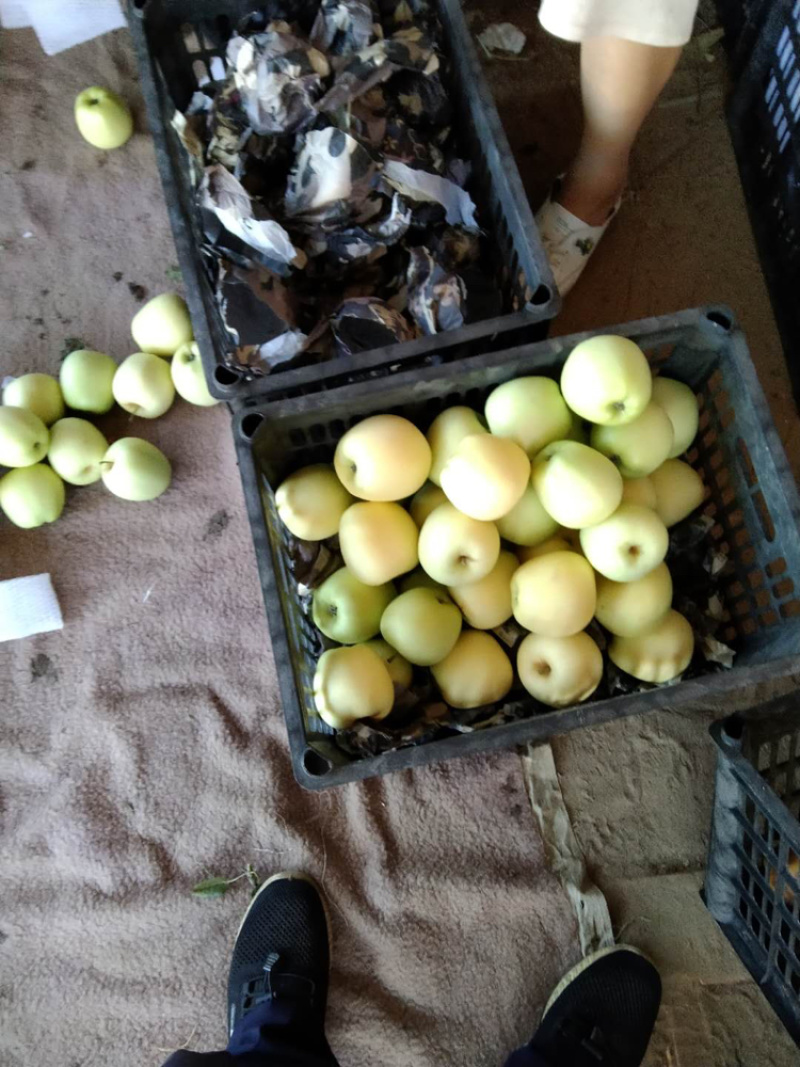 王林苹果80mm以上膜袋丑果王林河北唐山乐亭chen