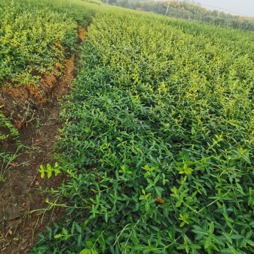 苗木基地出售扶芳藤苗，小叶扶芳藤，护坡攀爬植物，成活率高