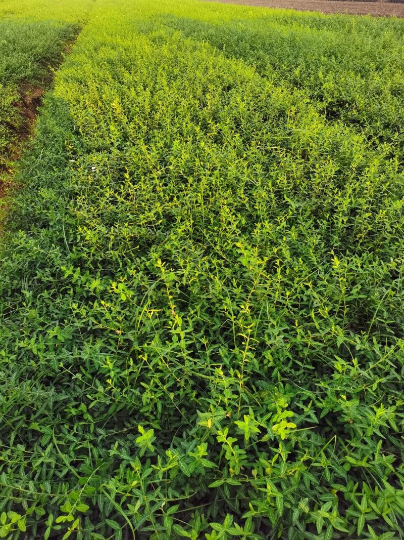 苗木基地出售扶芳藤苗，小叶扶芳藤，护坡攀爬植物，成活率高