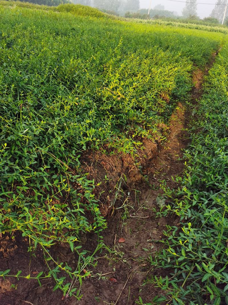 苗木基地出售扶芳藤苗，小叶扶芳藤，护坡攀爬植物，成活率高