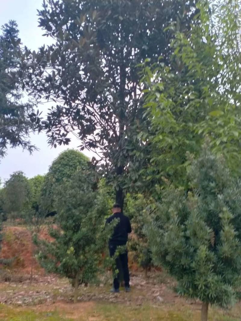 长期大量供应8到25公分广玉兰，人家一手货源