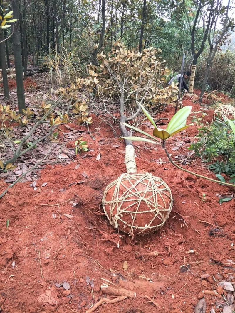 长期大量供应8到25公分广玉兰，人家一手货源