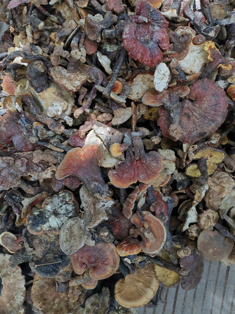 野生灵芝干货统货大小