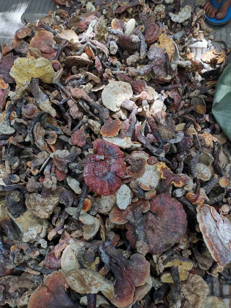 野生灵芝干货统货大小