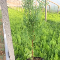 洒金柏，金柏基地直销常年销售各种绿化苗木，
