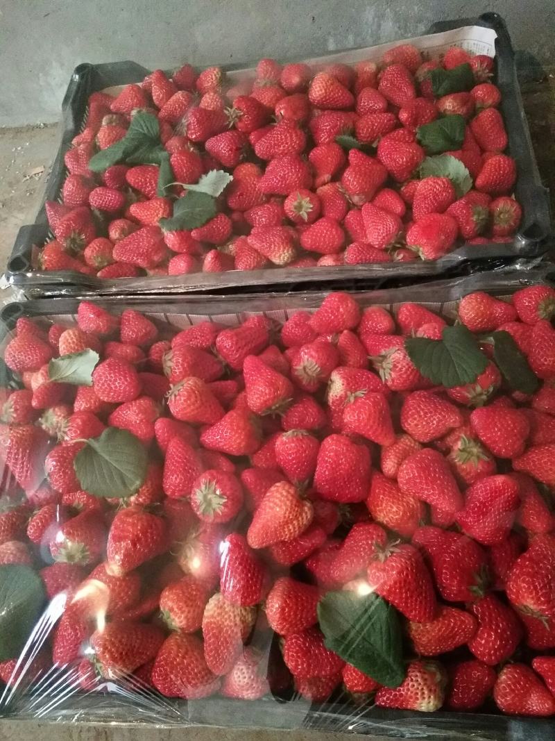 纯种优质红颜99草莓苗