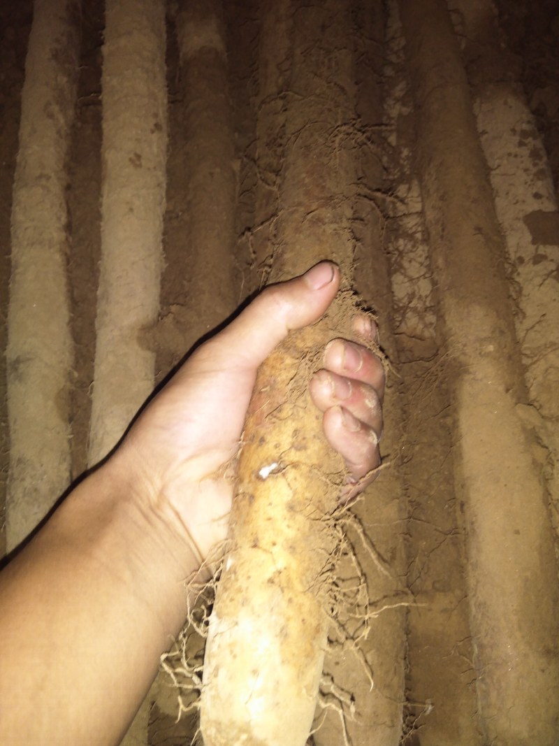 冷库白玉通货，细条，佛手山药，毛条，断咕噜等白玉山药