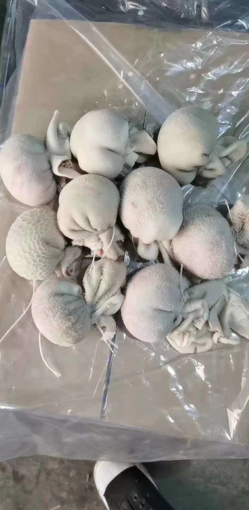 纯手工羊肚包脑羊肚包肉自己加工厂一手货源