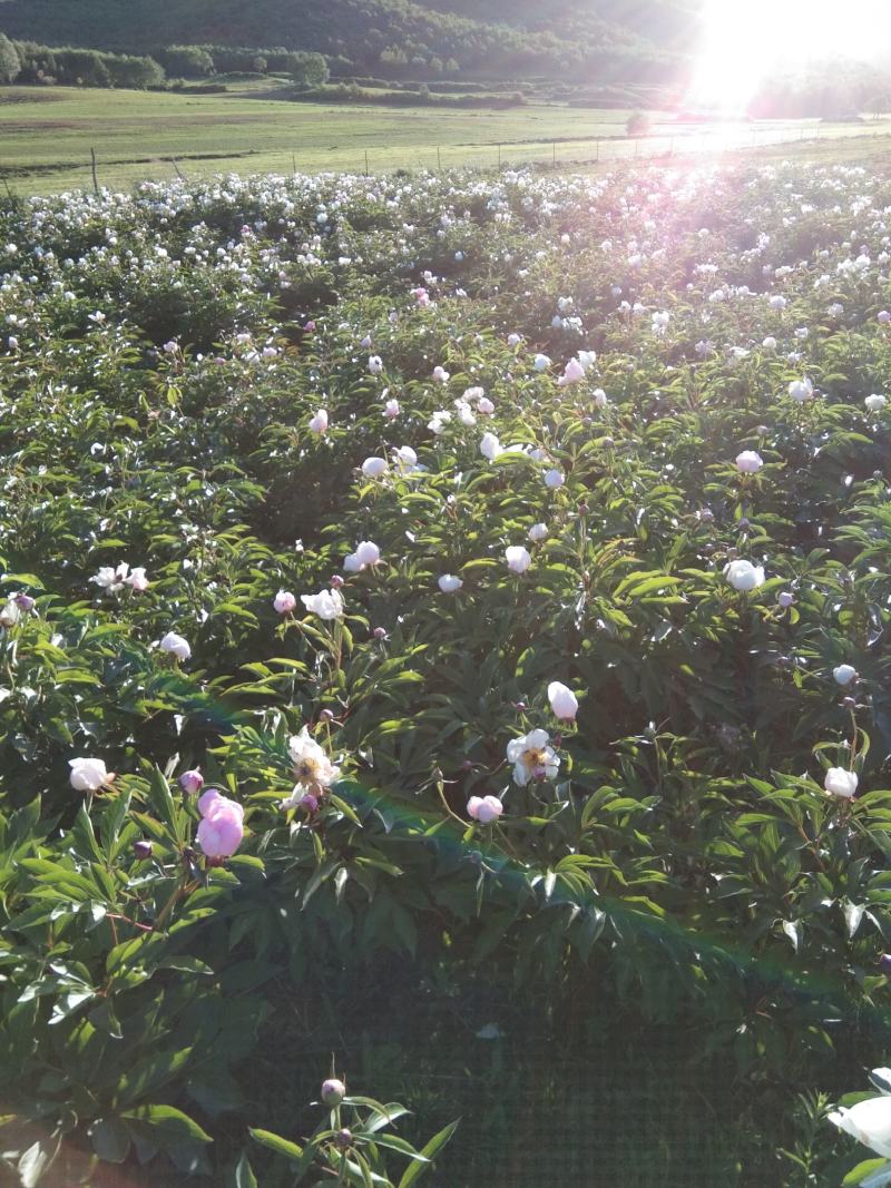 赤芍、赤芍种子，还有种苗要的联系我。