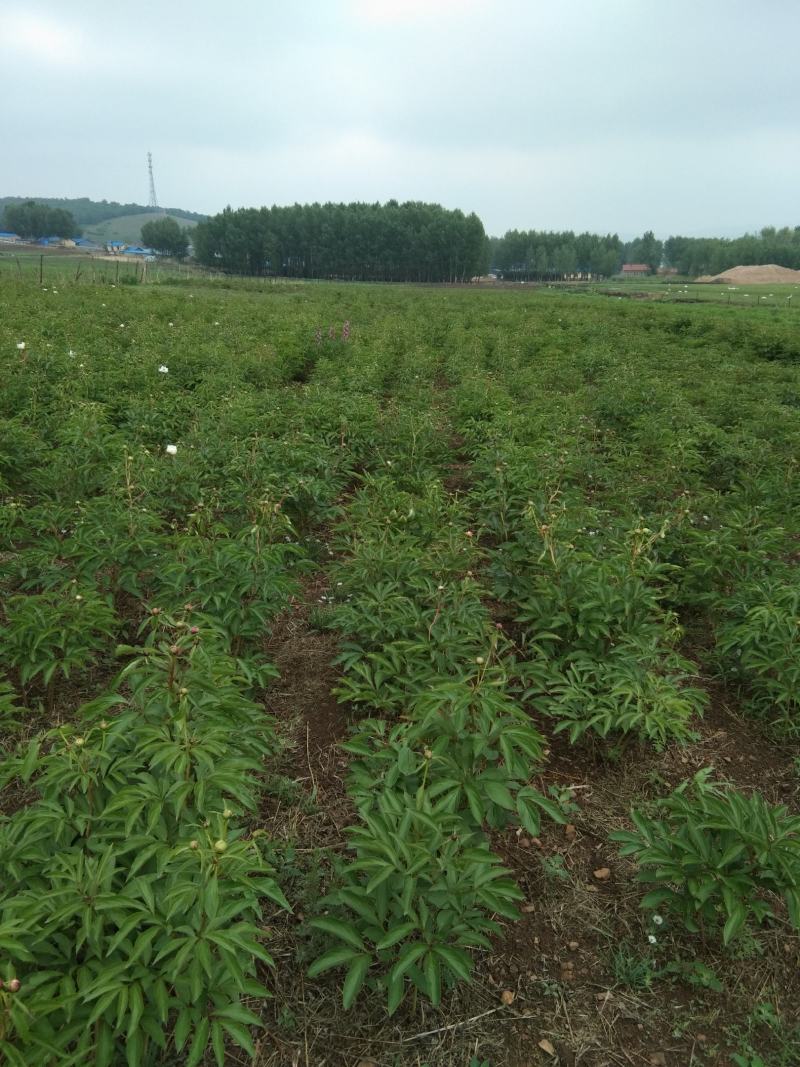 赤芍、赤芍种子，还有种苗要的联系我。