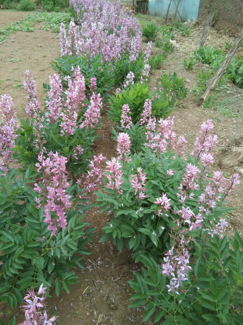 赤芍、赤芍种子，还有种苗要的联系我。