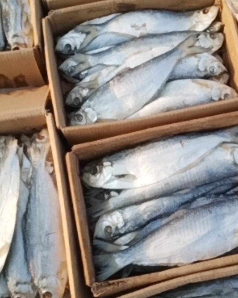 白鲢鱼是深海里的鱼肉紧实细腻蒸、炸、煎飞常不错的一款好鱼