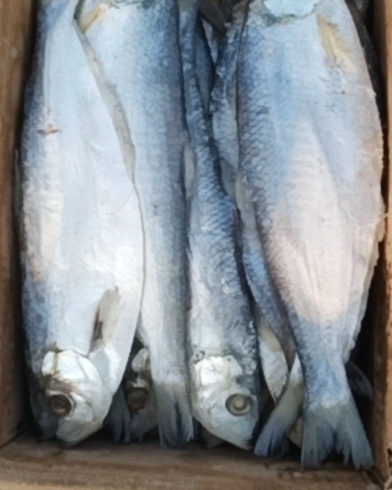 白鲢鱼是深海里的鱼肉紧实细腻蒸、炸、煎飞常不错的一款好鱼