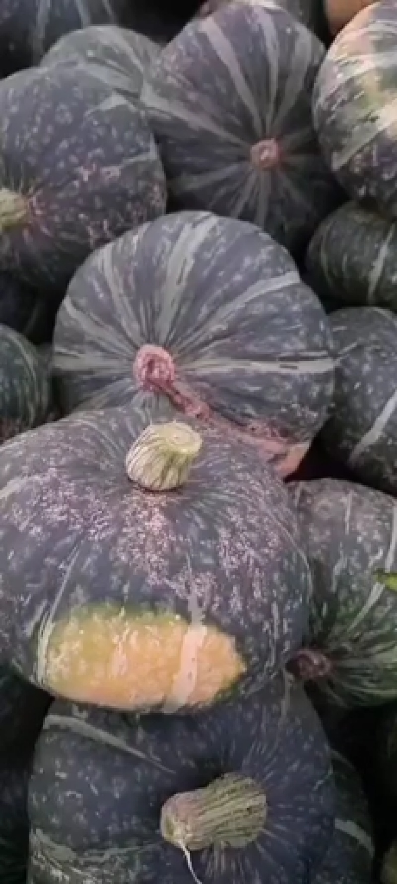 金品板栗南瓜大量有货