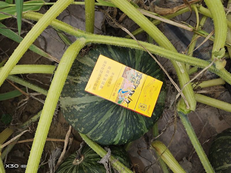 金品板栗南瓜大量有货