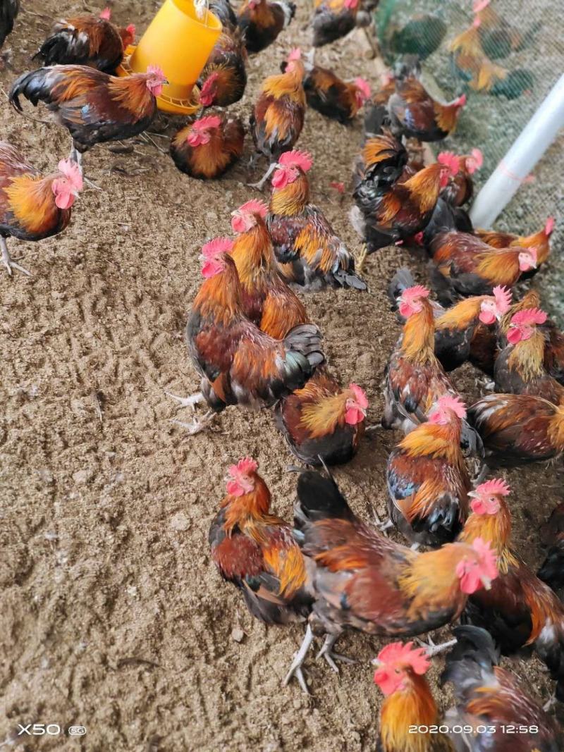 广西百色隆林县瑶鸡批发
