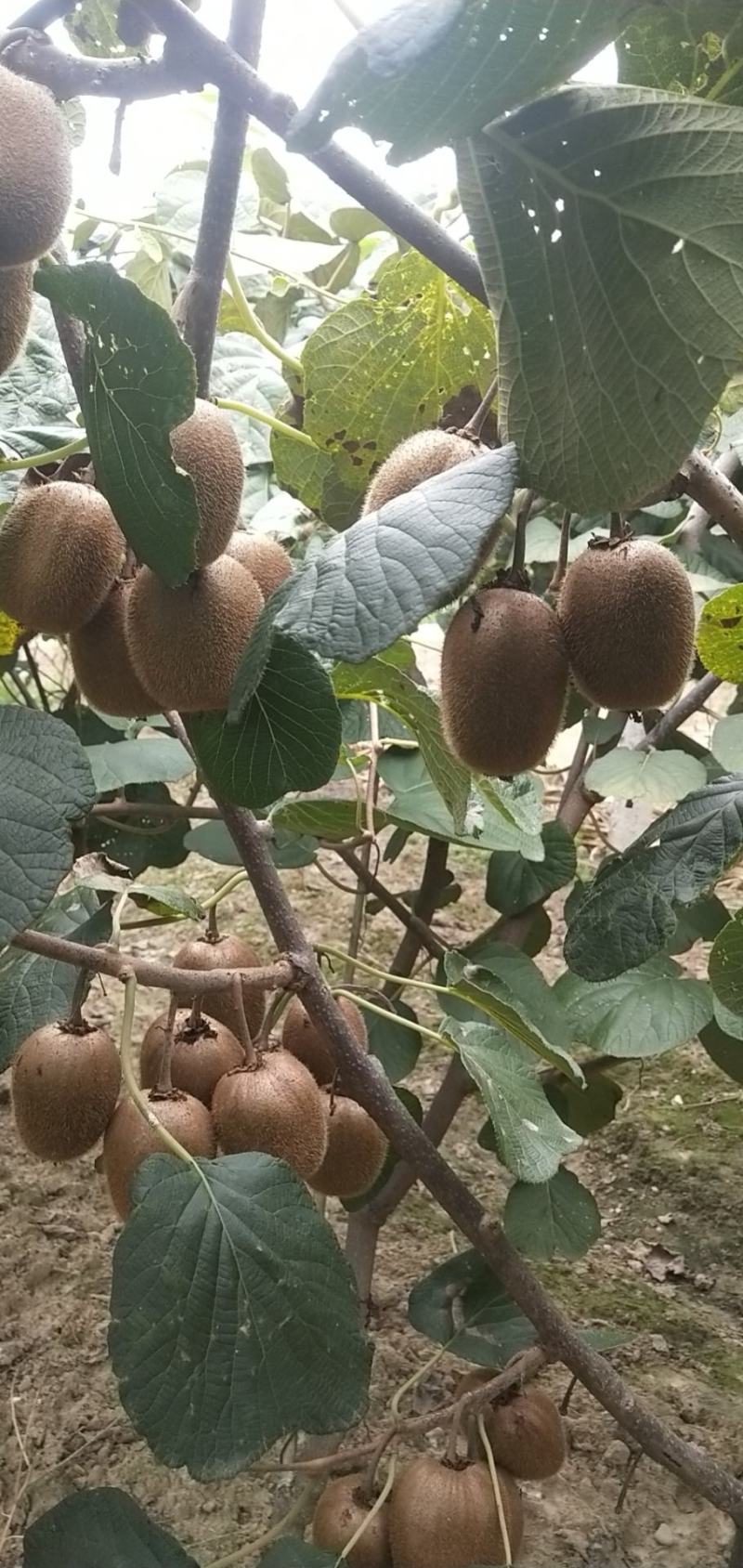 徐香大量上市。糖分足，颜色好，时候温暖，开花期早