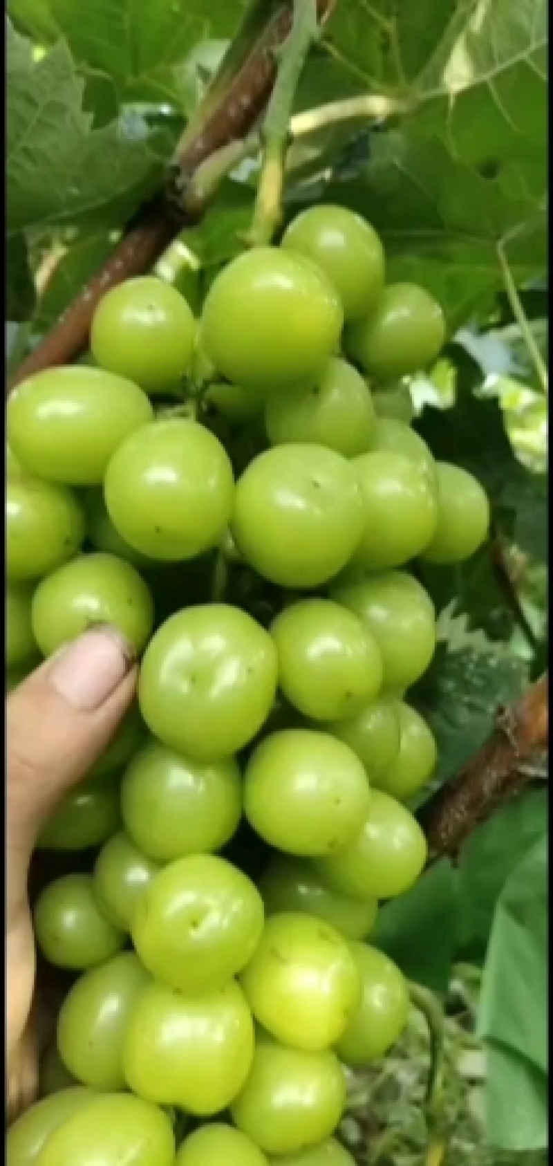 香甜可口的阳光玫瑰葡萄