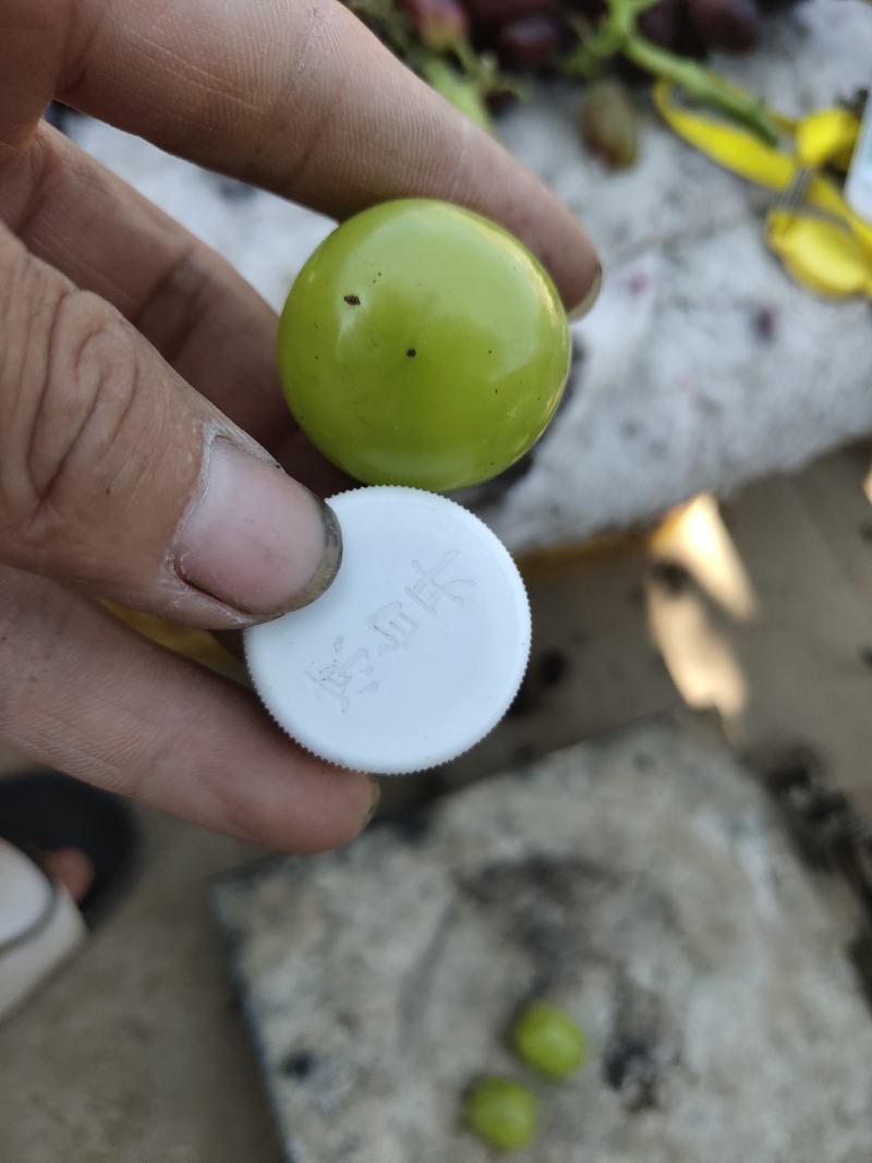 香甜可口的阳光玫瑰葡萄