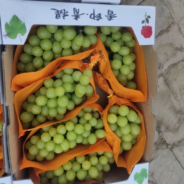 香甜可口的阳光玫瑰葡萄