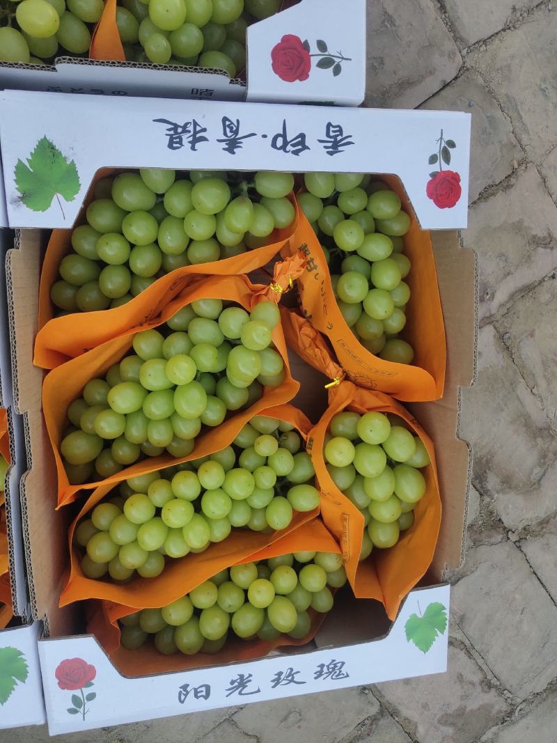 香甜可口的阳光玫瑰葡萄