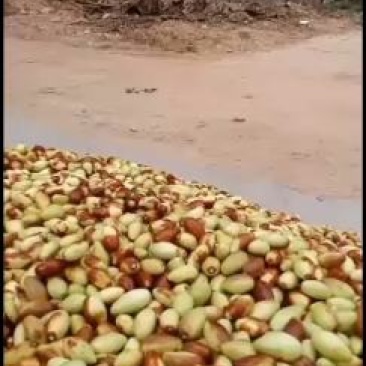 纯山地马牙枣子弹头。