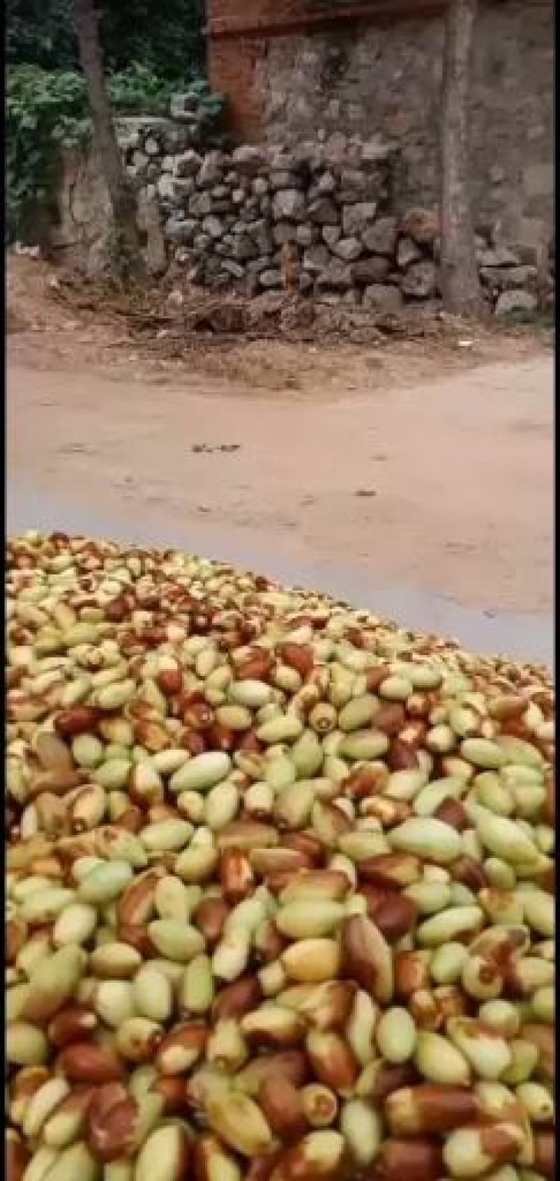 纯山地马牙枣子弹头。