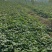 安徽红薯黑土地西瓜红电商货通货大量有货
