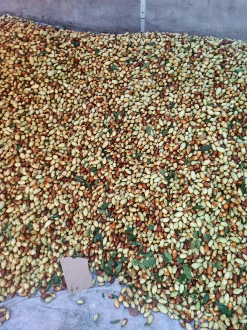 纯山地马牙枣子弹头。