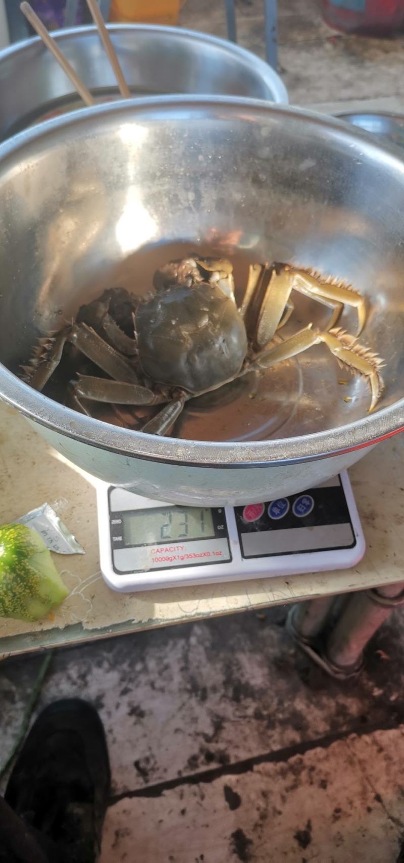 东北大螃蟹，个大黄多膏肥。母蟹1两半以上，公蟹2两以上。