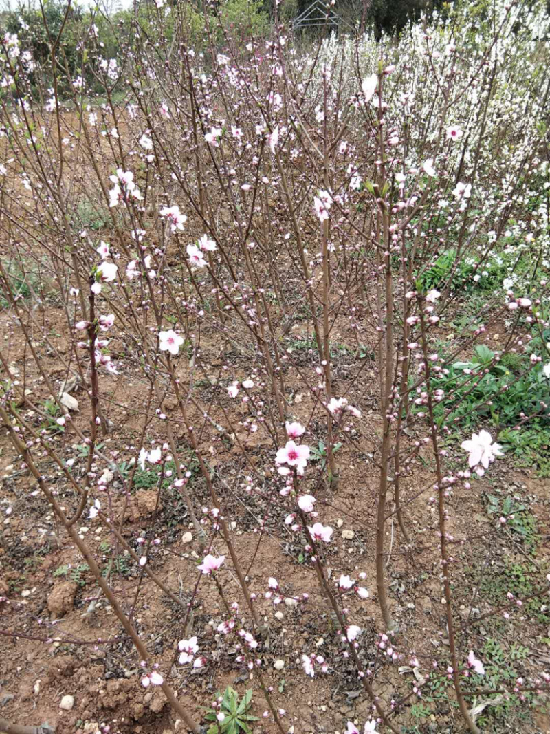 清脆李，凤凰李，蜂糖李，清泉蜜脆李